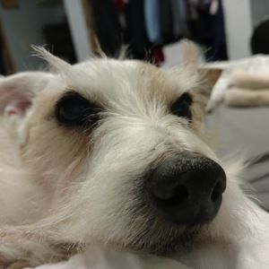 Meet your Posher, Dennis